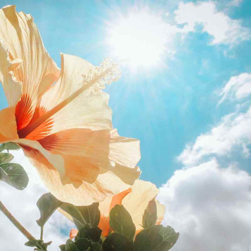 Sun rays cause skin cancer and sun damage Profile MD